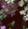 Geranium x 'Johnson's Blue', flowers