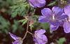 Geranium x 'Johnson's Blue', flowers