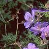 Geranium x 'Johnson's Blue', flowers