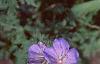 Geranium x 'Johnson's Blue', flowers
