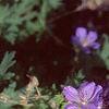 Geranium x 'Johnson's Blue', flowers