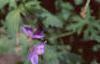 Geranium x 'Johnson's Blue', flowers