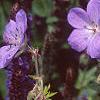 Geranium x 'Johnson's Blue', flowers