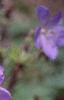 Geranium x 'Johnson's Blue', flowers