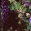 Geranium x 'Johnson's Blue', flowers
