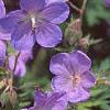 Geranium x 'Johnson's Blue', flowers
