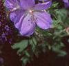 Geranium x 'Johnson's Blue', flowers