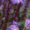 Geranium x 'Johnson's Blue', flowers