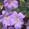 Geranium x 'Johnson's Blue', flowers