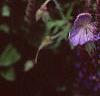 Geranium x 'Johnson's Blue', flowers