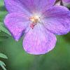 Geranium x 'Johnson's Blue', flowers