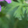Geranium x 'Johnson's Blue', flowers