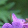 Geranium x 'Johnson's Blue', flowers