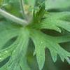 Geranium x 'Johnson's Blue', flowers