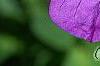 Geranium 'Jolly Bee' PP#12,148, flowers