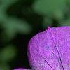Geranium 'Jolly Bee' PP#12,148, flowers