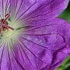 Geranium 'Jolly Bee' PP#12,148, flowers