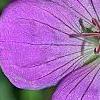 Geranium 'Jolly Bee' PP#12,148, flowers