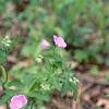 Geranium maculatum, habit