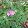 Geranium maculatum, habit