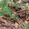 Geranium maculatum, habit