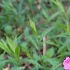 Geranium maculatum, habit