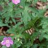 Geranium maculatum, habit