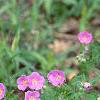 Geranium maculatum, habit