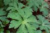 Geranium maculatum, habit