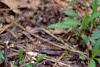 Geranium maculatum, habit