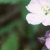 Geranium maculatum, flowers