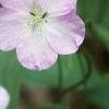 Geranium maculatum, flowers