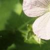 Geranium maculatum, flowers