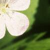 Geranium maculatum, flowers