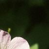 Geranium maculatum, flowers