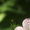 Geranium maculatum, flowers