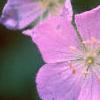 Geranium maculatum, flowers