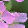 Geranium maculatum, flowers