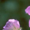 Geranium maculatum, flowers