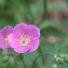 Geranium maculatum, flowers