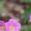 Geranium maculatum, flowers