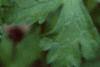 Geranium maculatum, flowers