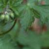 Geranium maculatum, flowers