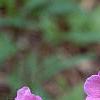 Geranium maculatum, flowers
