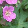 Geranium maculatum, flowers