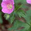 Geranium maculatum, flowers
