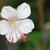 Geranium macrorrhizum 'Album', flowers