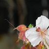Geranium macrorrhizum 'Album', flowers