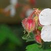 Geranium macrorrhizum 'Album', flowers
