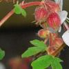 Geranium macrorrhizum 'Album', flowers